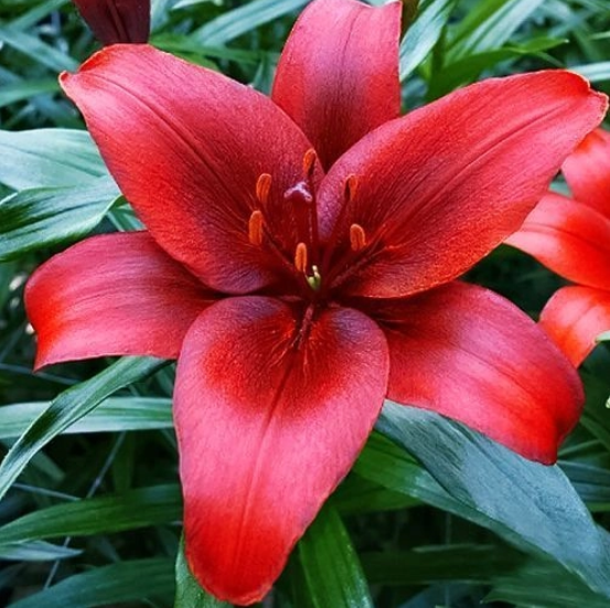  Лилия азиатская Блэк Джек 12-14/К 3шт