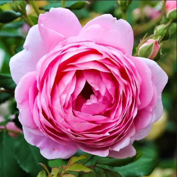  Роза английская Алан Титчмарш 