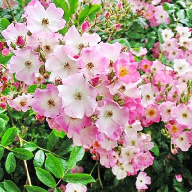  Роза шраб Артемис