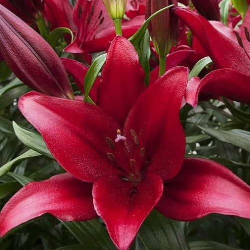  Лилия ЛА-гибрид Атакама 14-16/К 2шт