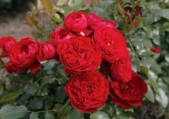  Роза флорибунда Красная шапочка