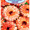 Календула Солнечный закат цв. Аэлита