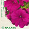 Петуния Фалкон Дип роуз F1 крупноцв 5шт Саката Элитн.клумба H21 цв Гавриш