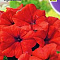 Петуния Лимбо F1 красная крупноцв. цв Аэлита