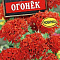 Лихнис халцедонский Огонек цв Аэлита
