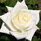 Роза чайно-гибридная Полярная звезда