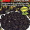 Ежевика Настена-сластена 15шт цв.Аэлита 