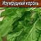 Щавель Изумрудный король цв. Аэлита (лидер)