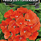 Пеларгония Рафаэлла F1 оранжевая цв Аэлита