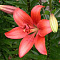 Лилия ЛА-гибрид Коралло Бич 14-16/К 2шт