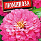 Цинния Люминоза георгиновидная цв Аэлита