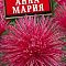 Астра Анна Мария цв Аэлита