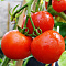 Томат Сибирский скороспелый 0,1г Россельхозцентр 
