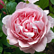Роза чайно-гибридная Комтесс де Сегюр цв. этик