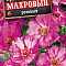 Портулак махровый розовый Цв Аэлита