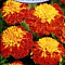 Бархатцы Гармония отклоненные цв. Аэлита