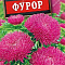 Астра Фурор шаровидно-игольчатая цв Аэлита