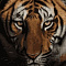 Картина по номерам 40*50 Взгляд тигра VA-0333