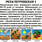 Репа Петровская 1 1г цв Поиск