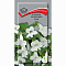 Азарина лазающая белая 10шт цв Поиск