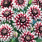 Георгина декоративная Кельвин Фладлайт I/К