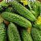 Огурец Берендей F1 цв. (сер. Урожай на окне) Гавриш