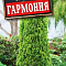 Туя восточная Гармония цв Аэлита