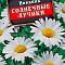 Нивяник Солнечные лучики цв Аэлита (лидер)