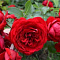 Роза флорибунда Роткепхен 
