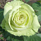 Роза чайно-гибридная Зеленый Чай