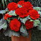 Бегония бахромчатая Скарлет 2шт