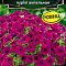 Петуния Опера суприм F1 пурпл ампельная цв Аэлита