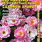 Роза Садовый аромат многоцветковая цв Аэлита