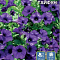 Петуния Тайфун F1 многоцветк цв Урал.Дачник гелев.драже