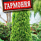 Туя восточная Гармония цв Аэлита