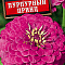 Цинния Пурпурный принц цв Аэлита