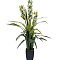 Орхидея CYMBIDIUM искусств. лаймовая в горшке h110см 29BJ-911-33 GARDA DECOR
