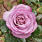 Роза чайно-гибридная Блю Герл 