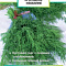 Укроп Гладиатор 2г цв Огородн.изобилие Поиск