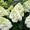 Саженцы Гортензия метельчатая Геркулес 