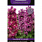 Дельфиниум высокий Мэджик Фонтэйнс Черри блоссом вайт би 10шт