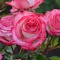 Роза спрей Сафина 