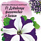 Петуния Джоконда фиолет с белым F1 7шт Фарао цв Гавриш