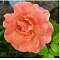 Роза флорибунда Изи даз Ит