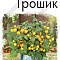 Томат Грошик 10шт цв Аэлита
