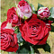 Роза спрей Руби Стар 