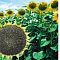 Подсолнечник Сахарный гигант цв Уральский Дачник