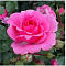 Роза флорибунда Маджента Диадем цв. этик.