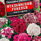 Гвоздика Итальянский гобелен смесь цв.Аэлита (лидер)