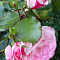 Роза грандифлора Парижская малина